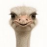 ダチョウ profil fotoğrafı