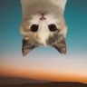 Profilbild von UpSide Down Cat