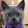 Gaton Gatoso's profile picture