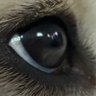 WhatMyEyesC's profile picture