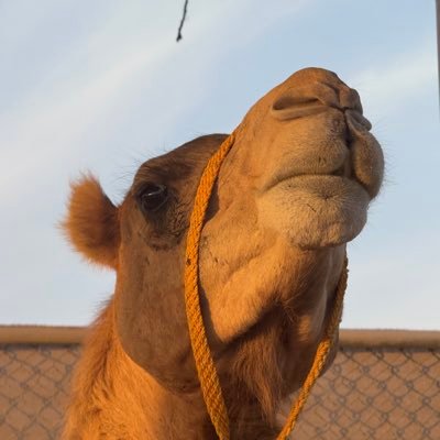 ثيرسدي's profile picture