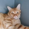 Profilbild von 冷蔵庫猫