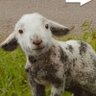 Cordero de invierno's profile picture