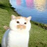 Fluffology絨毛学's profile picture
