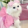 ふわふわ🐱ིྀ🎀🩷✨'s profile picture