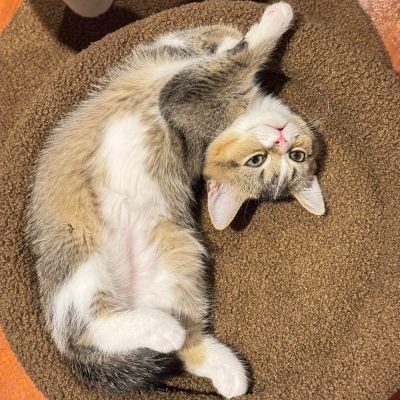 巴衛様 โทโมเอะซามะ's profile picture