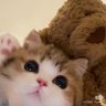 miaomao 的头像