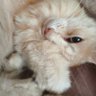 Ксения Еvzevia's profile picture