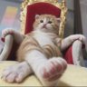 洛杉矶小猫用户499 的头像