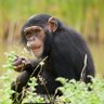 I find Chimp Outs 的头像