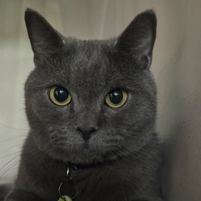 GP size 80's profile picture