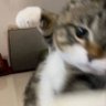 ยูกิเลิฟชาไทย profil fotoğrafı