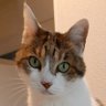 あつこ profil fotoğrafı