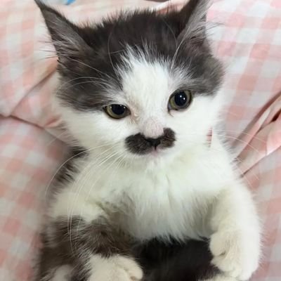 toprandomvideo's profile picture