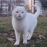 adar Demir's profile picture