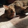 さかな profil fotoğrafı