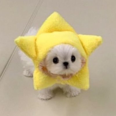 sgm 🍮's profile picture
