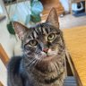 Tateru ヾ(≧▽≦*)'s profile picture