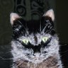 Profilbild von Sancho