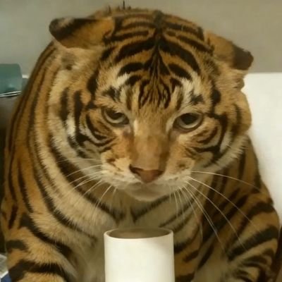 FriedFatSheep's profile picture