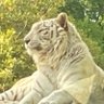 Profilbild von Rex(ツナマヨ)