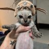Profilbild von o tal gato