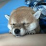 Фото профиля ヒデさん🐶🐱🦅