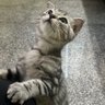 เหมียวเหมียว 的头像