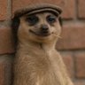 Jaideep Singh Negi's profile picture