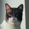 Nuno Gouveia's profile picture