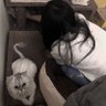 棂運 profil fotoğrafı