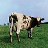 John The Sheep's profile picture