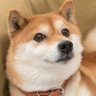 Profilbild von ばばけん