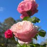 Фото профиля 🌷✨Thelma✨🌷
