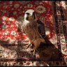 Bartleby profil fotoğrafı