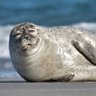 Фото профиля Sleepy seal