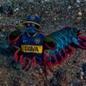 Langosta Bostera(LB) 的头像