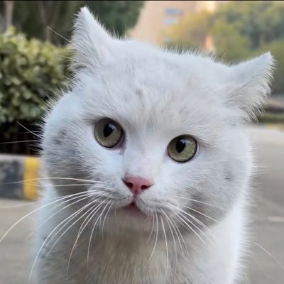 boattobot's profile picture
