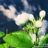 山海之间 的头像