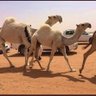Profilbild von فحل سوداني بتماني خط قطر 🇶🇦