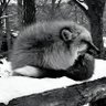 ふわふわの犬🕊️ profil fotoğrafı
