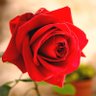 赤薔薇's profile picture