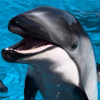dolphinkickbjj's profile picture