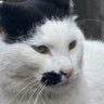 中翼太郎 profil fotoğrafı