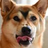 ペロリ犬 的头像