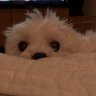 oz's profile picture