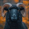 Фото профиля Auracane