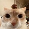 一颗栗子 profil fotoğrafı