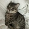 SG11B profil fotoğrafı