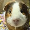 Choclito's profile picture